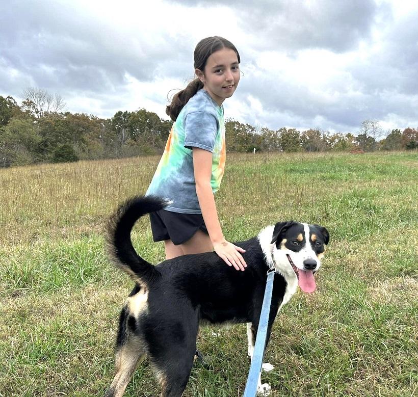 CLARK - OUR SUPERHERO!, an adoptable Entlebucher in Pegram, TN, 37143 | Photo Image 4