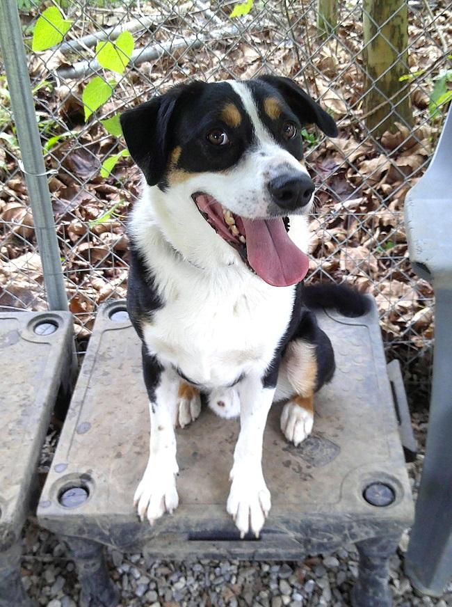 CLARK - OUR SUPERHERO!, an adoptable Entlebucher in Pegram, TN, 37143 | Photo Image 6