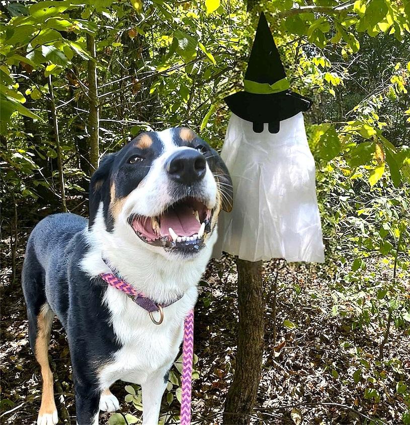 CLARK - OUR SUPERHERO!, an adoptable Entlebucher in Pegram, TN, 37143 | Photo Image 1