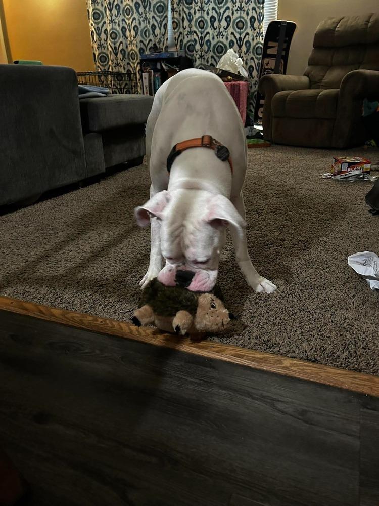 Enlarge Jurgen, a Adoptable Boxer in Sanford, MI image 1/6