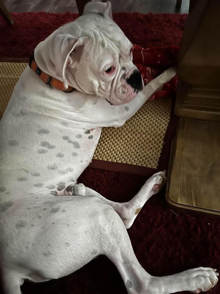 Enlarge Jurgen, a Adoptable Boxer in Sanford, MI image 3/6