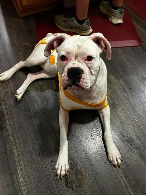 Enlarge Jurgen, a Adoptable Boxer in Sanford, MI image 4/6