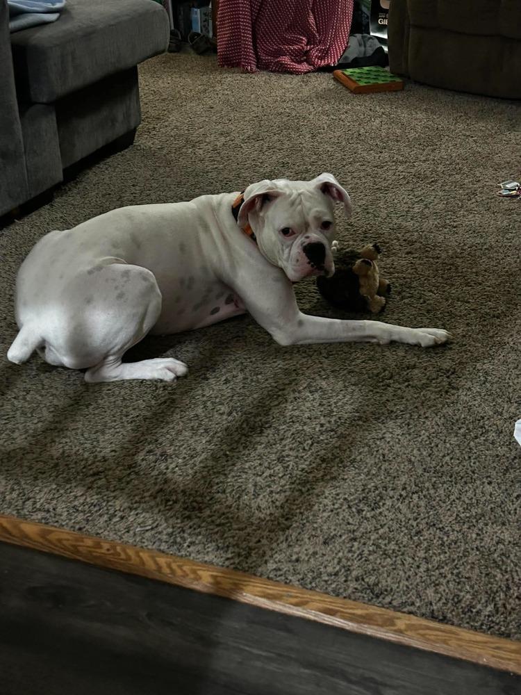 Enlarge Jurgen, a Adoptable Boxer in Sanford, MI image 5/6