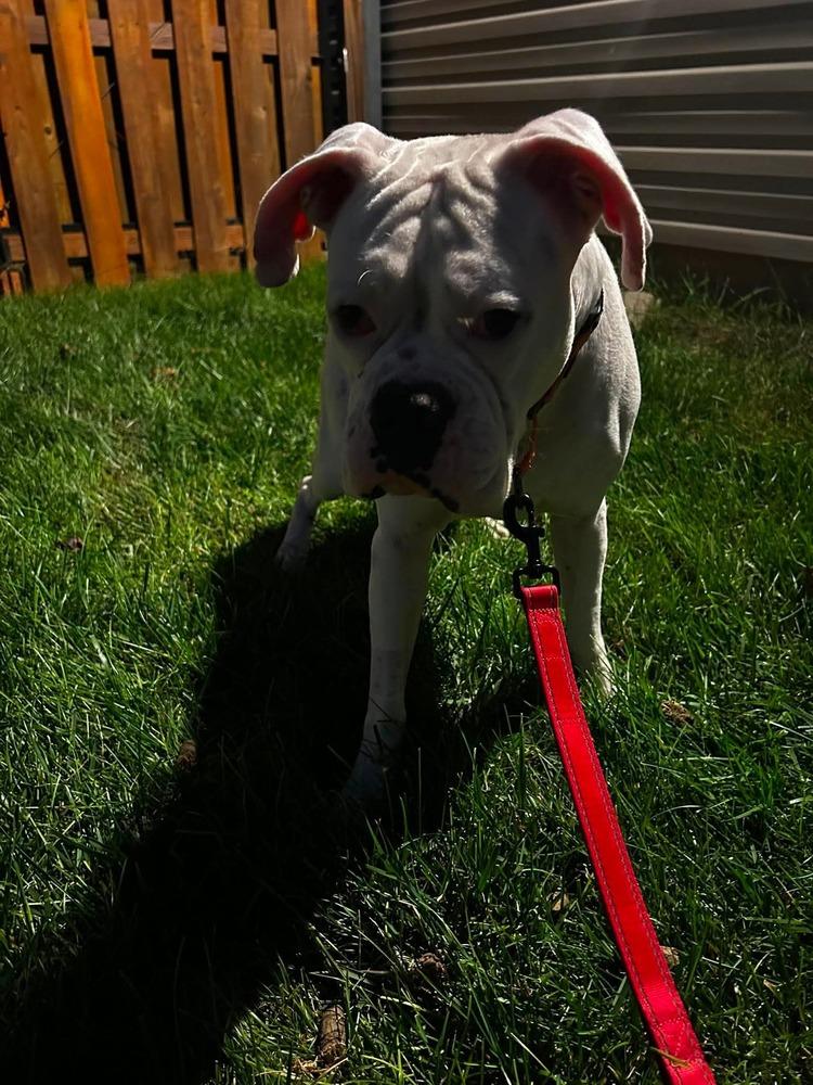 Enlarge Jurgen, a Adoptable Boxer in Sanford, MI image 6/6