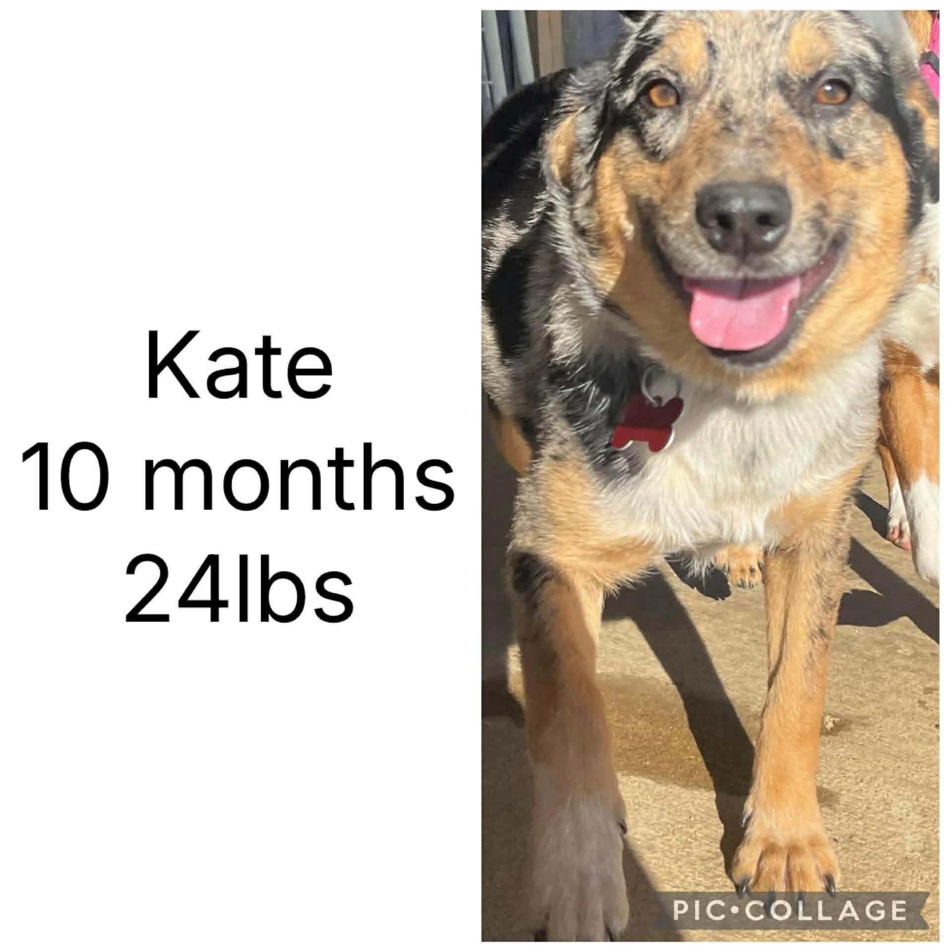 Kate, Adoptable, Puppy Female Mixed Breed.