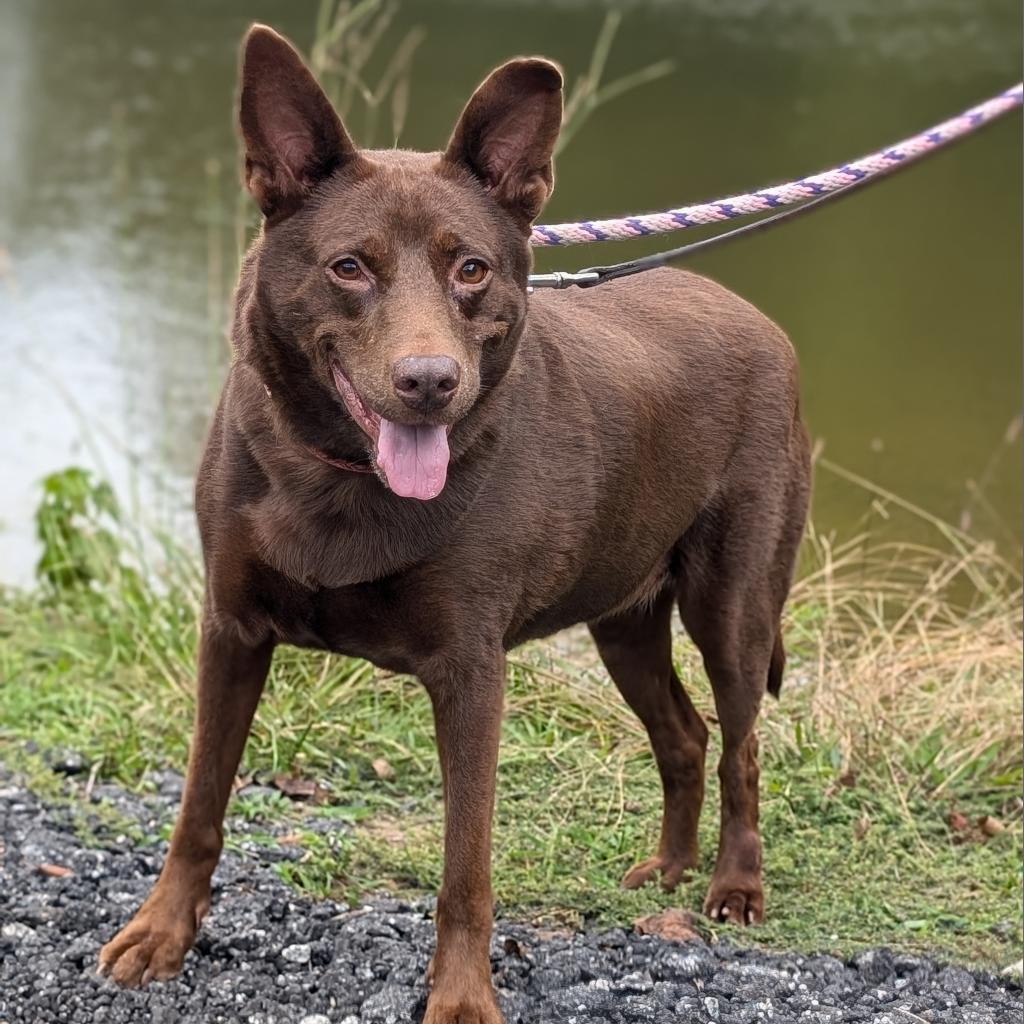Enlarge Nutmeg 10-2634, a Adoptable mixed breed in Tyrone, GA image 2/6