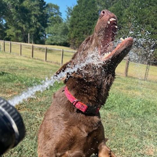Enlarge Nutmeg 10-2634, a Adoptable mixed breed in Tyrone, GA image 2/6