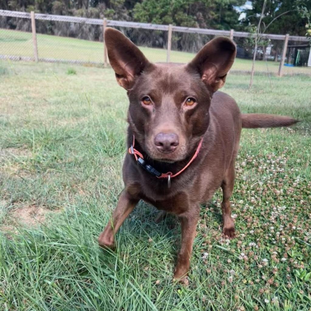 Enlarge Nutmeg 10-2634, a Adoptable mixed breed in Tyrone, GA image 4/6