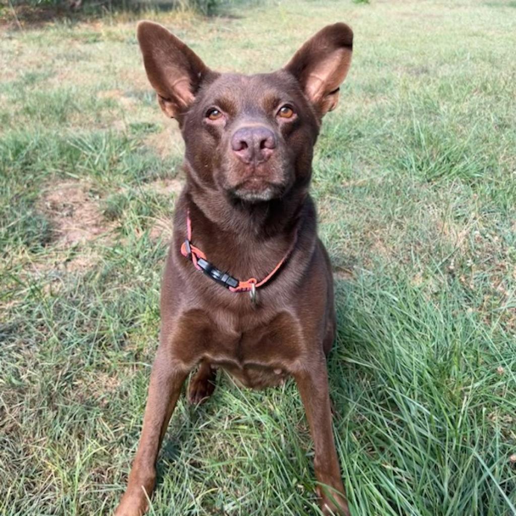 Enlarge Nutmeg 10-2634, a Adoptable mixed breed in Tyrone, GA image 6/6