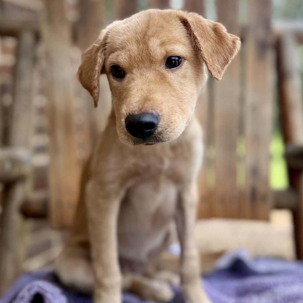 June Bug, Adoptable, Puppy Female Golden Retriever & Labrador Retriever.