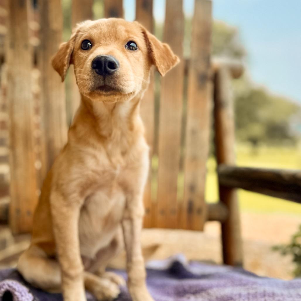 June Bug, a Adoptable mixed breed in Huntsville, AL image 2/6