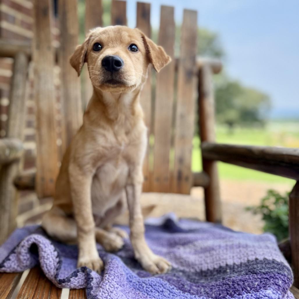 June Bug, a Adoptable mixed breed in Huntsville, AL image 3/6