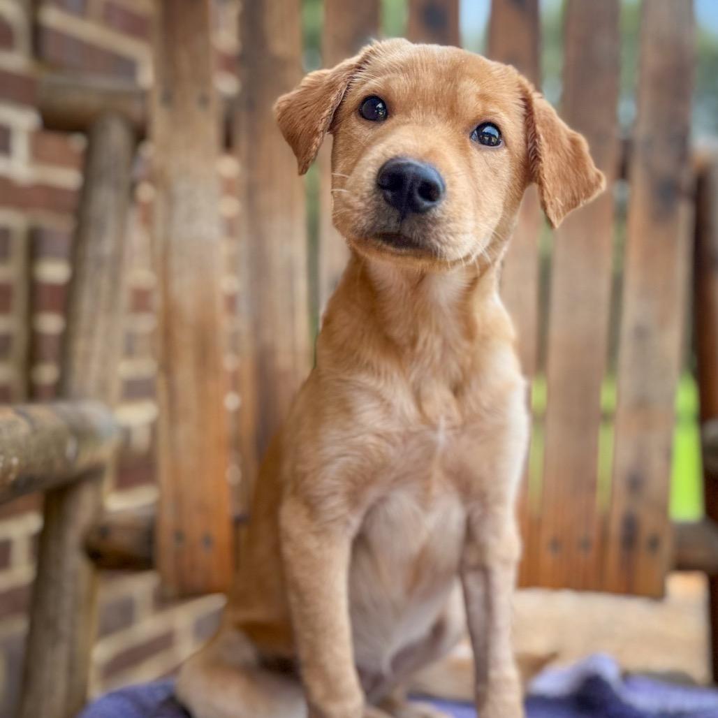 June Bug, a Adoptable mixed breed in Huntsville, AL image 4/6