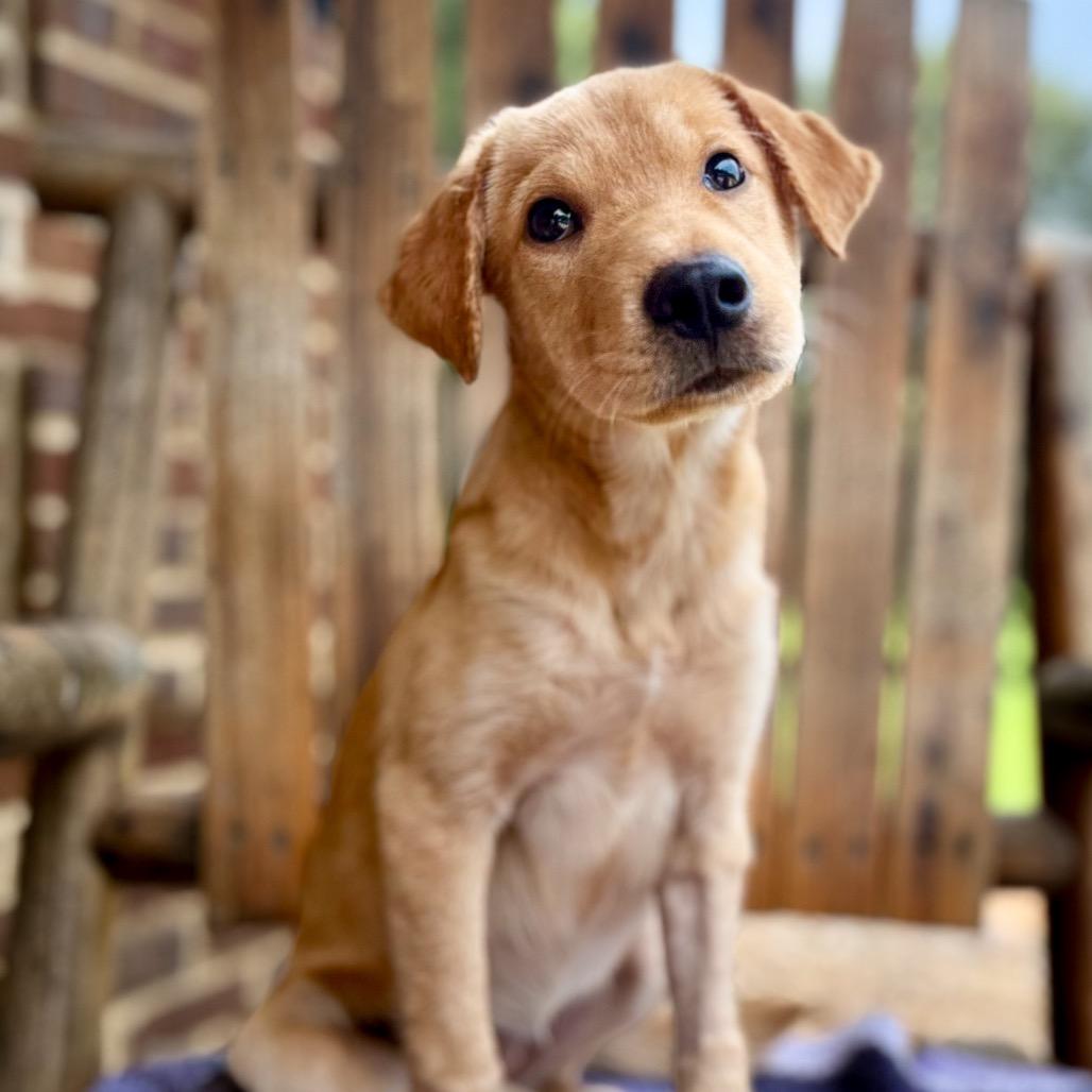 June Bug, a Adoptable mixed breed in Huntsville, AL image 5/6