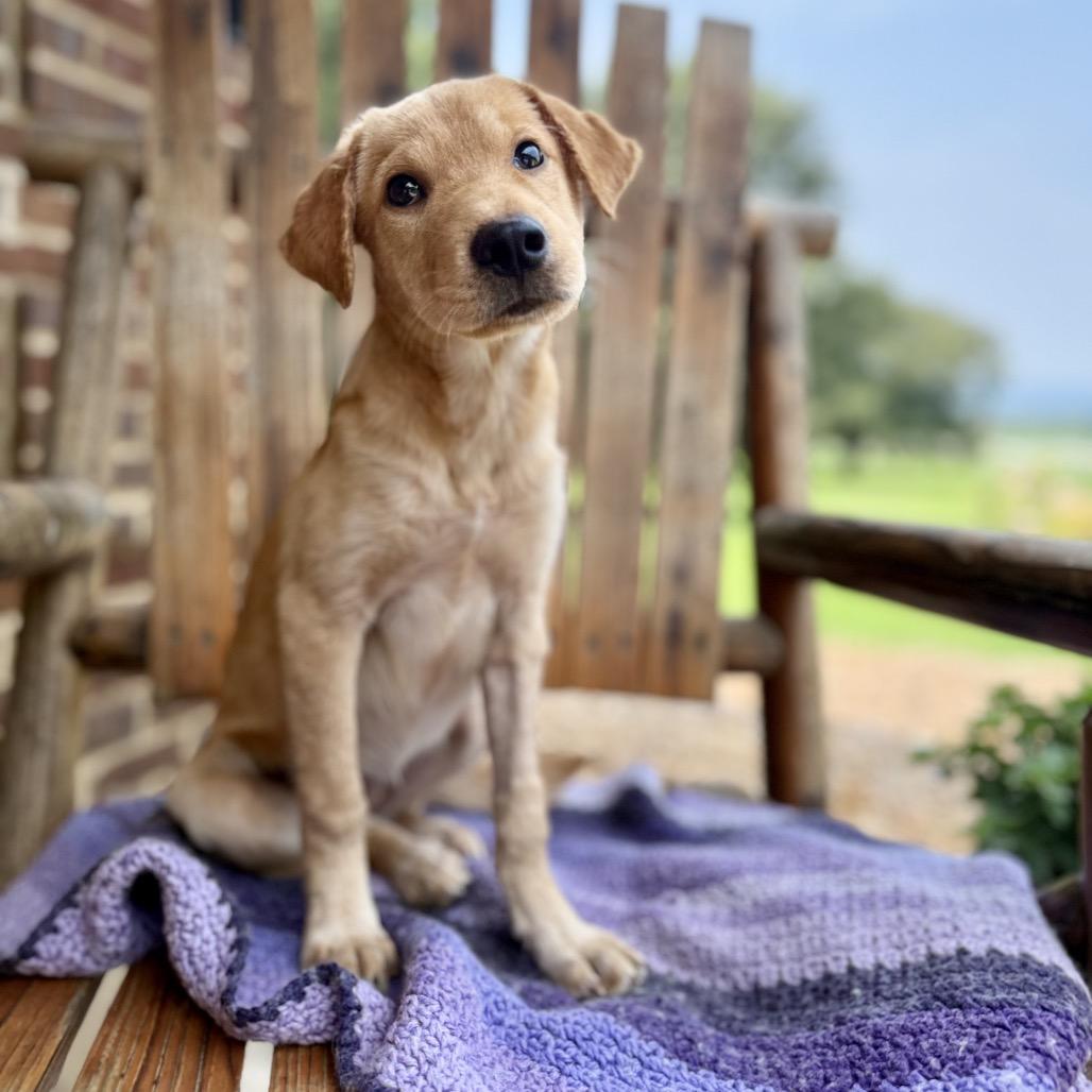 June Bug, a Adoptable mixed breed in Huntsville, AL image 6/6