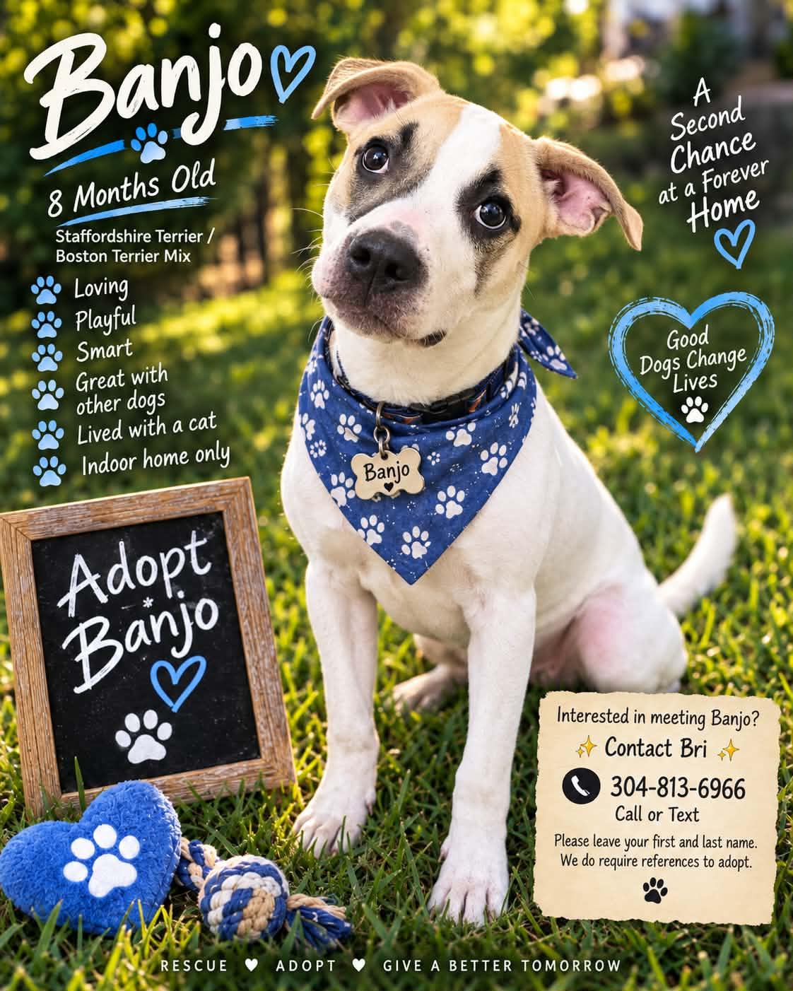 Enlarge BANJO, a Adoptable mixed breed in Keyser, WV image 1/1
