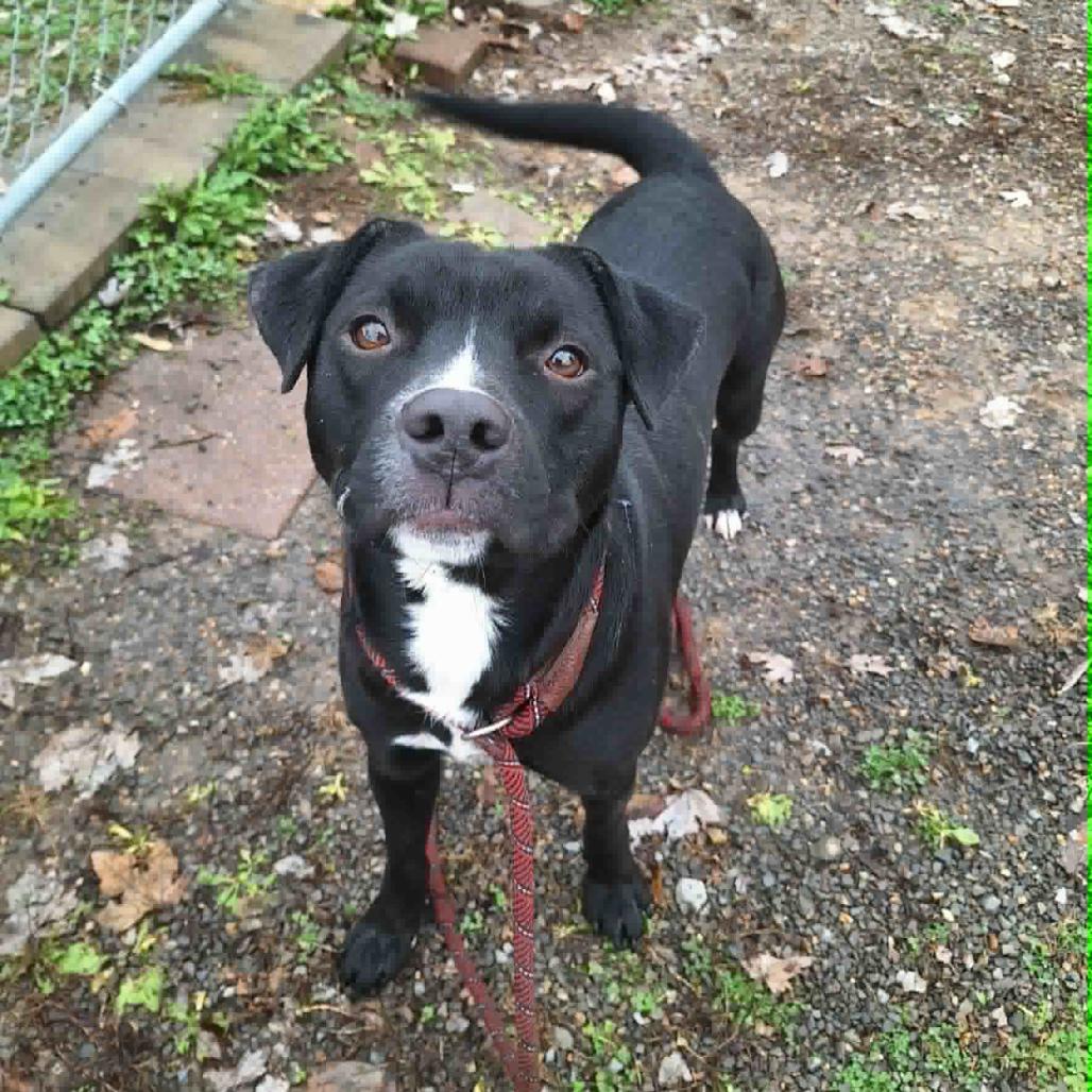 Enlarge Feyrune, a ADOPTABLE Mixed Breed in Cape Girardeau, MO image 2/2