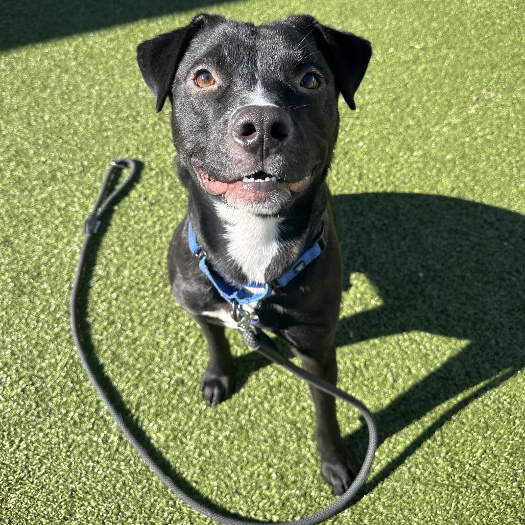 Feyrune, ADOPTABLE, Adult Male Mixed Breed.