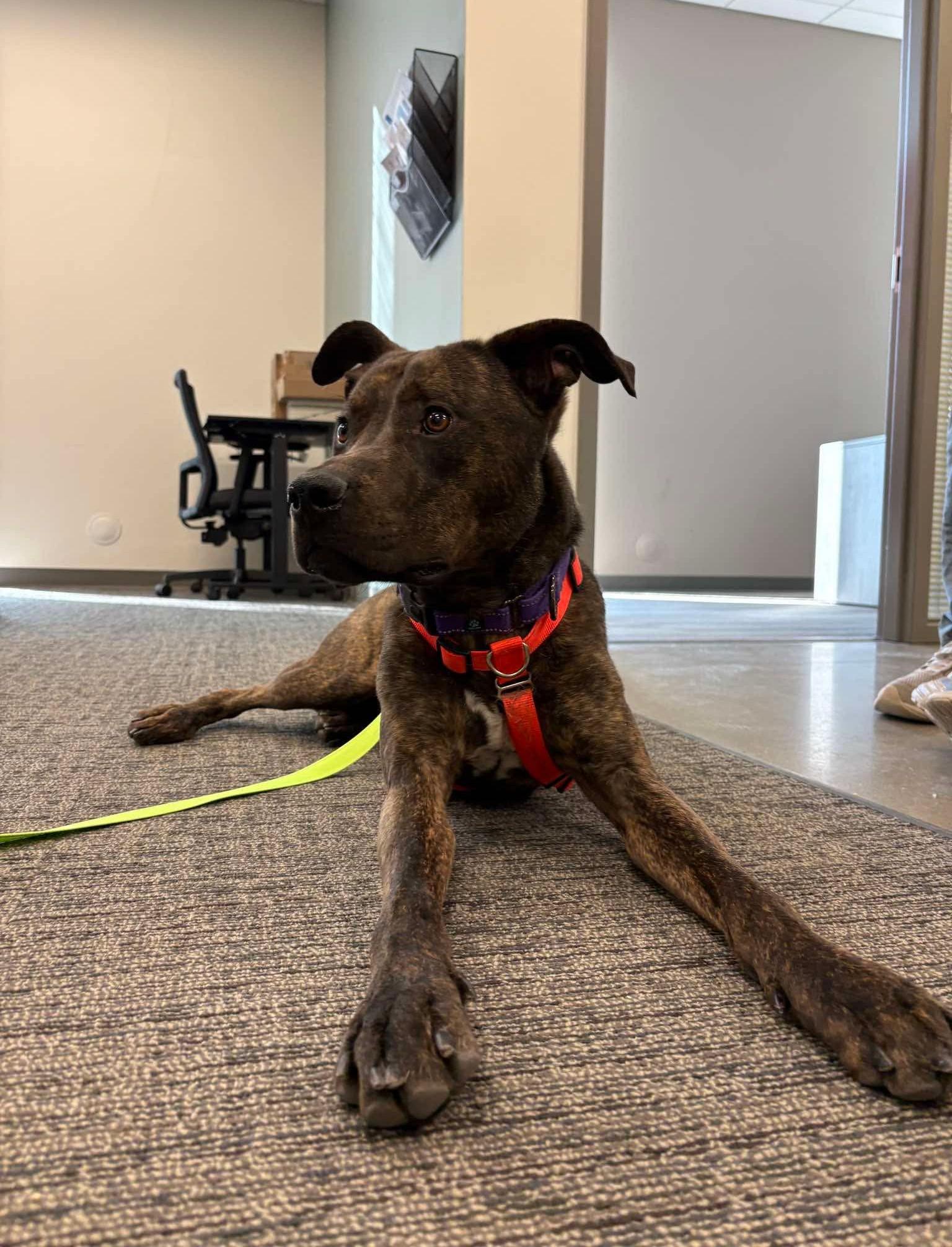 Alfalfa, Adoptable, Adult Male Pit Bull Terrier.