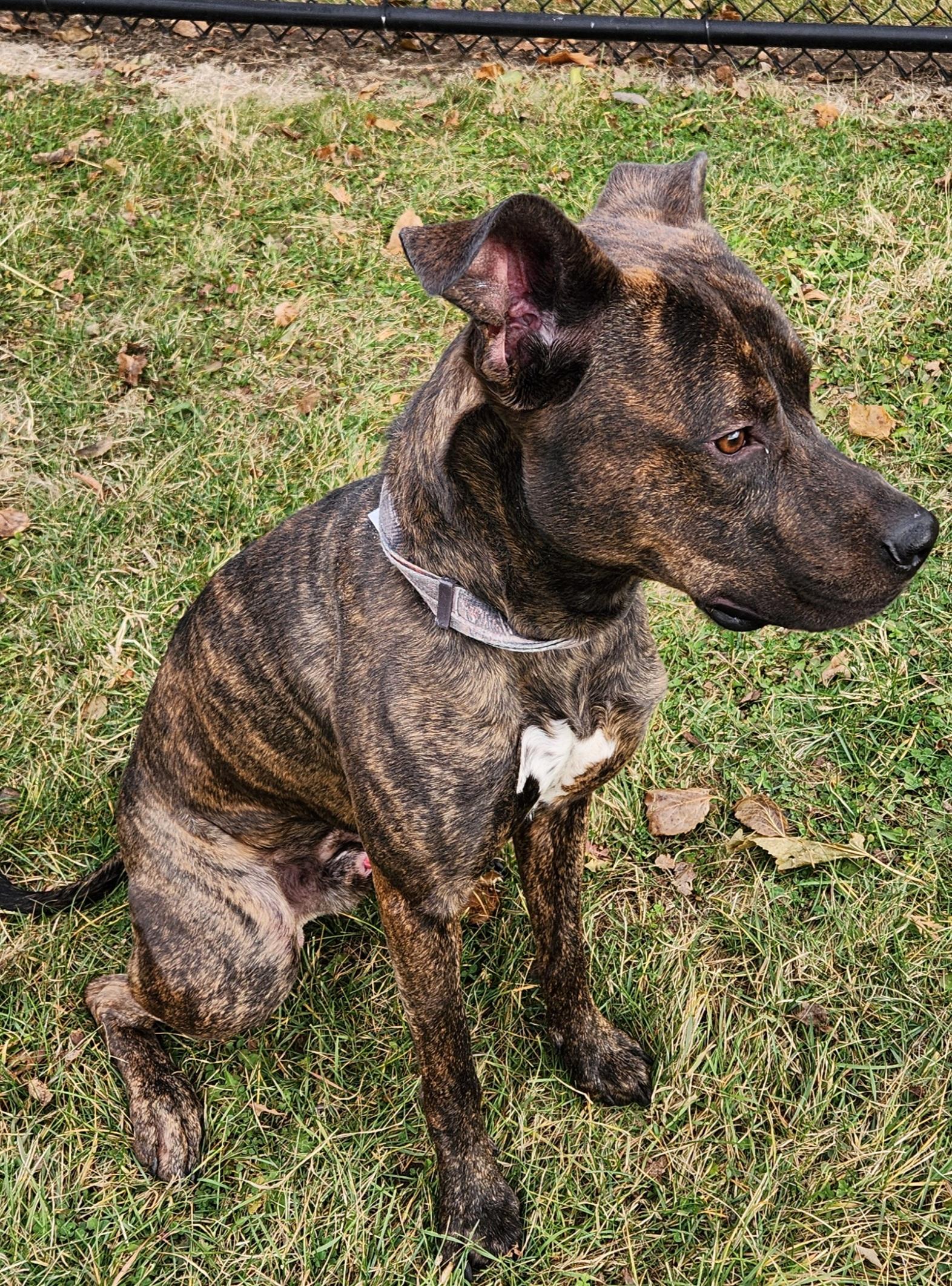 Alfalfa, a Adoptable mixed breed in Cedar Rapids, IA image 5/6