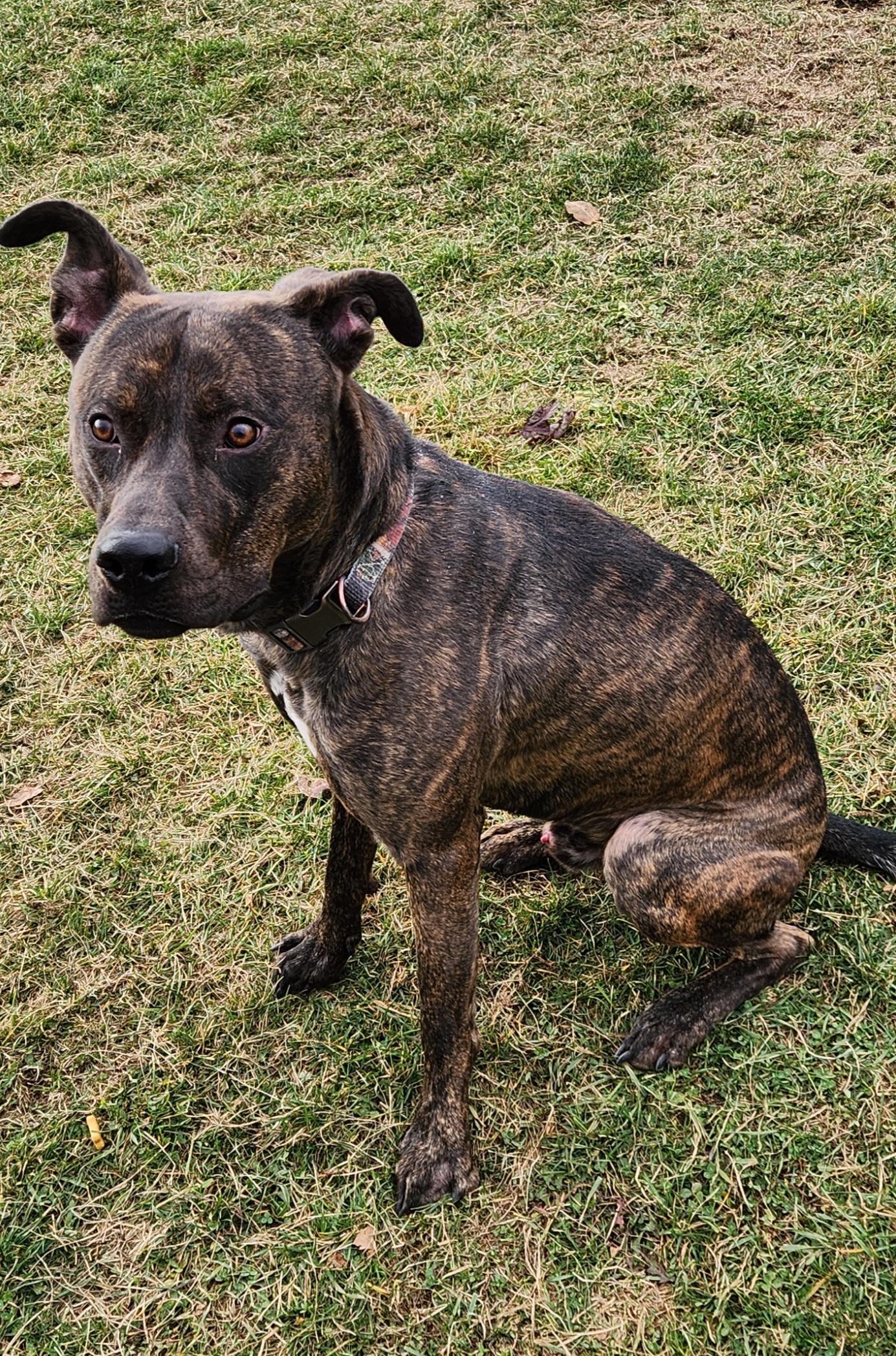 Alfalfa, a Adoptable mixed breed in Cedar Rapids, IA image 3/6