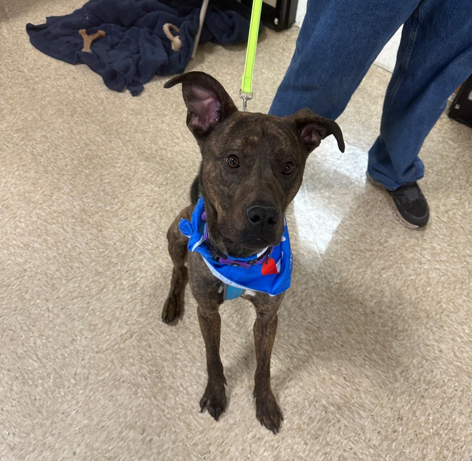 Alfalfa, a Adoptable mixed breed in Cedar Rapids, IA image 4/6