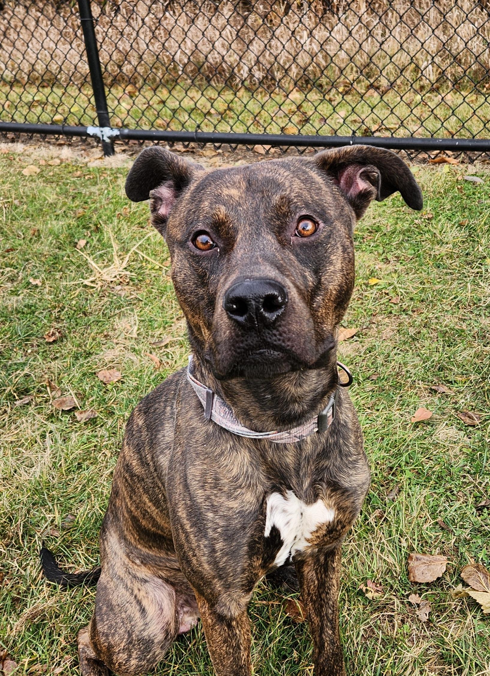 Alfalfa, a Adoptable mixed breed in Cedar Rapids, IA image 1/6