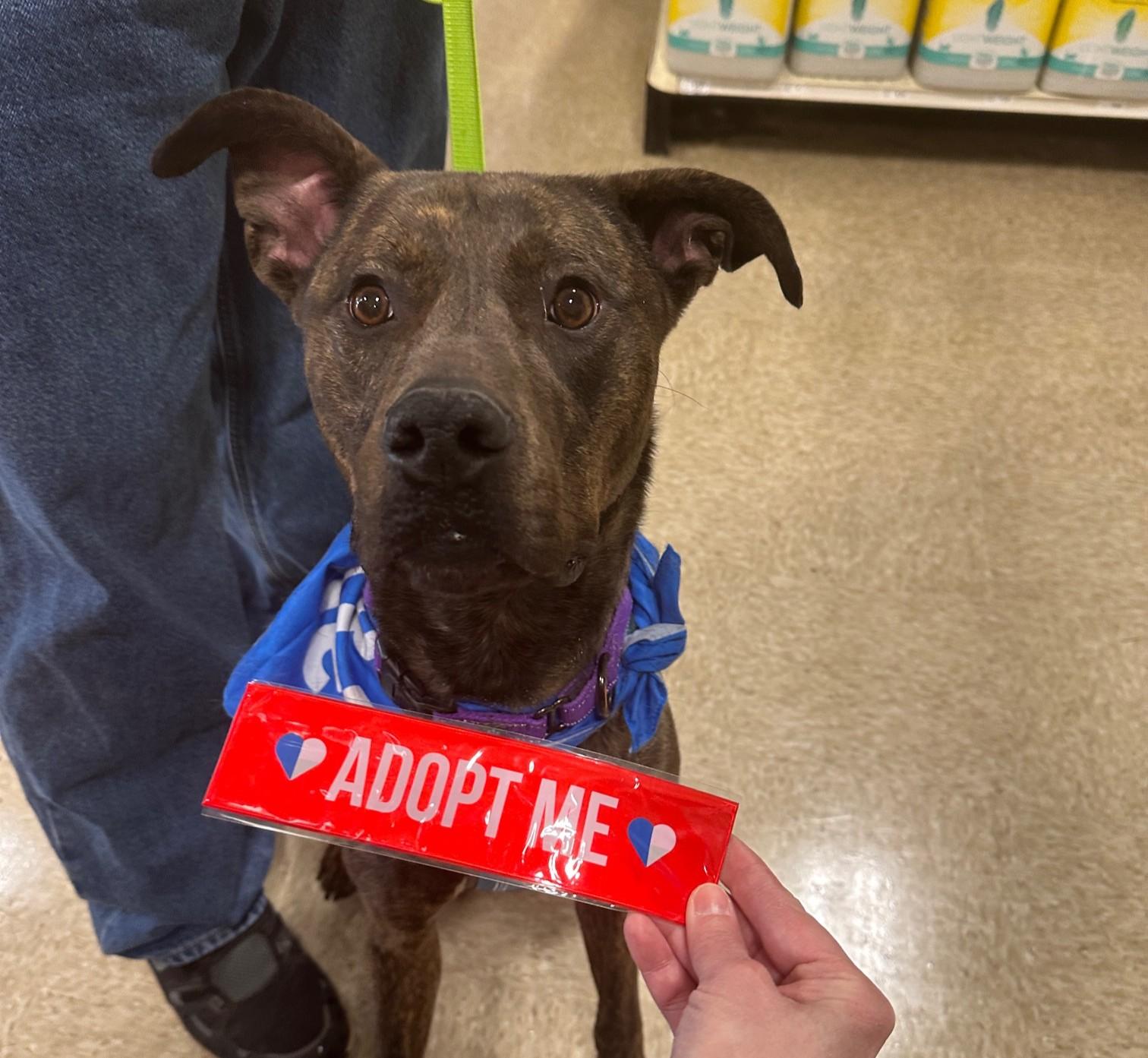 Alfalfa, a Adoptable mixed breed in Cedar Rapids, IA image 2/6