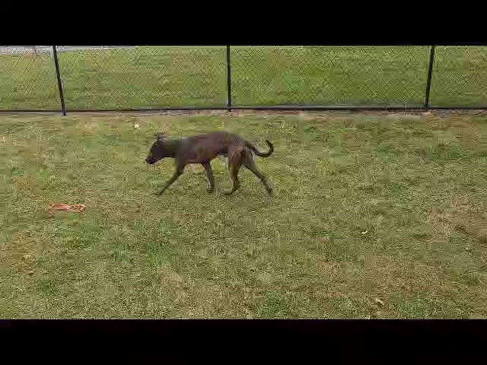 Enlarge Alfalfa, a Adoptable mixed breed in Cedar Rapids, IA video 6/6