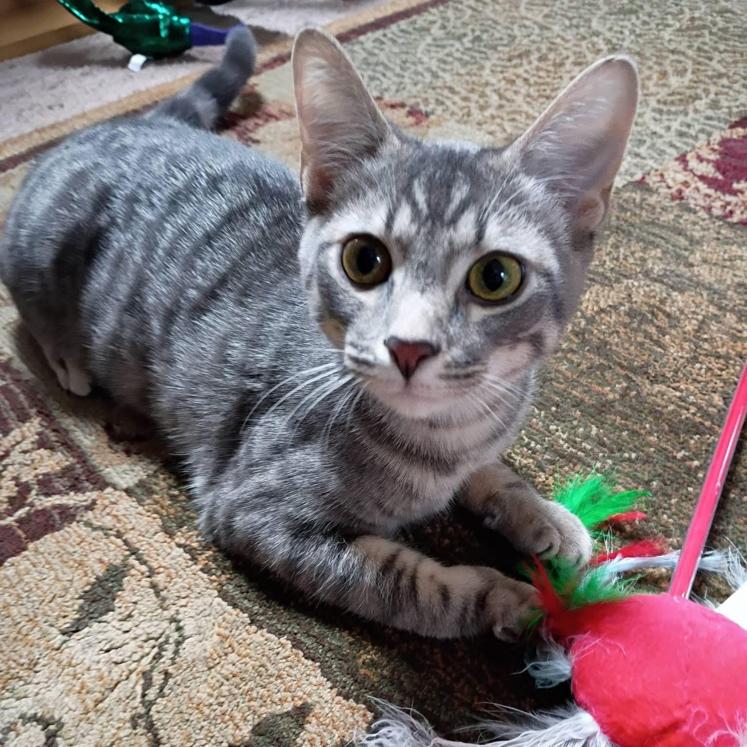 Theodorian, ADOPTABLE, Kitten Male Tabby.