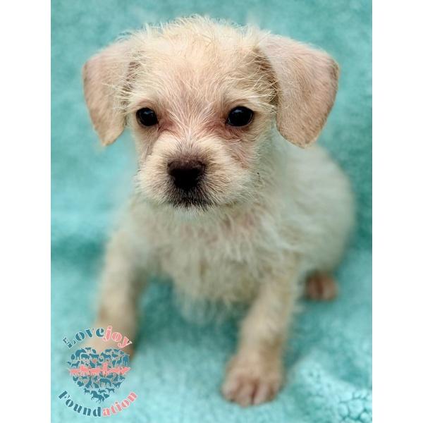 Enlarge Petunia Litter, an adopted mixed breed in Inglewood, CA image 1/2