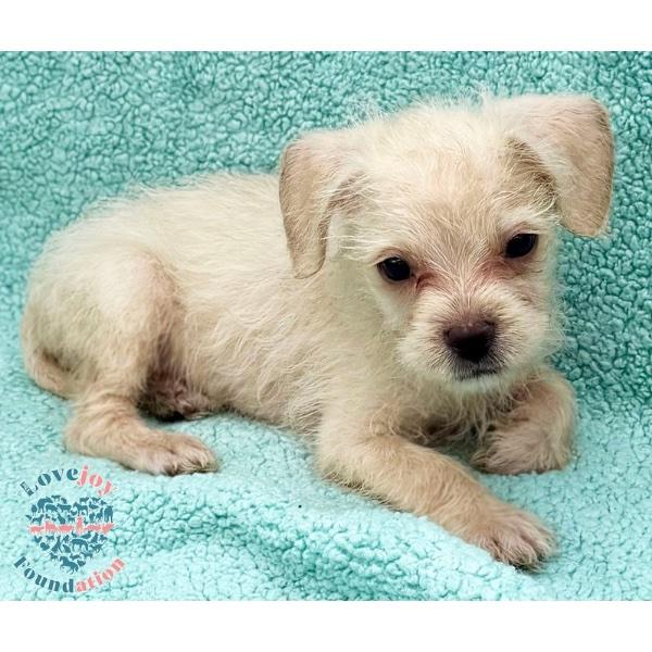 Enlarge Petunia Litter, an adopted mixed breed in Inglewood, CA image 2/2