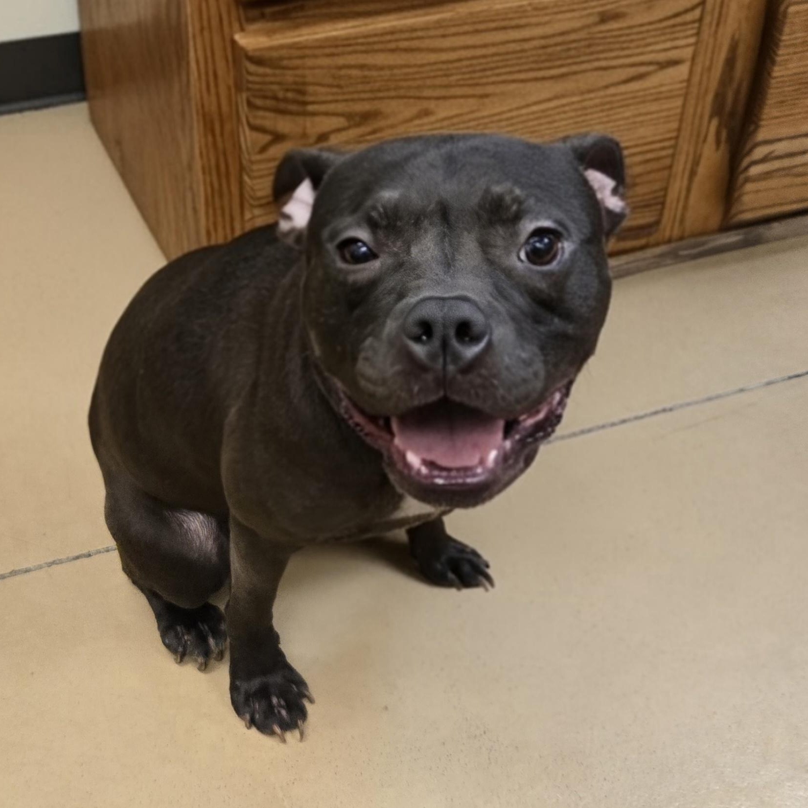 Pollywog, an adopted Boxer in Xenia , OH image 2/6