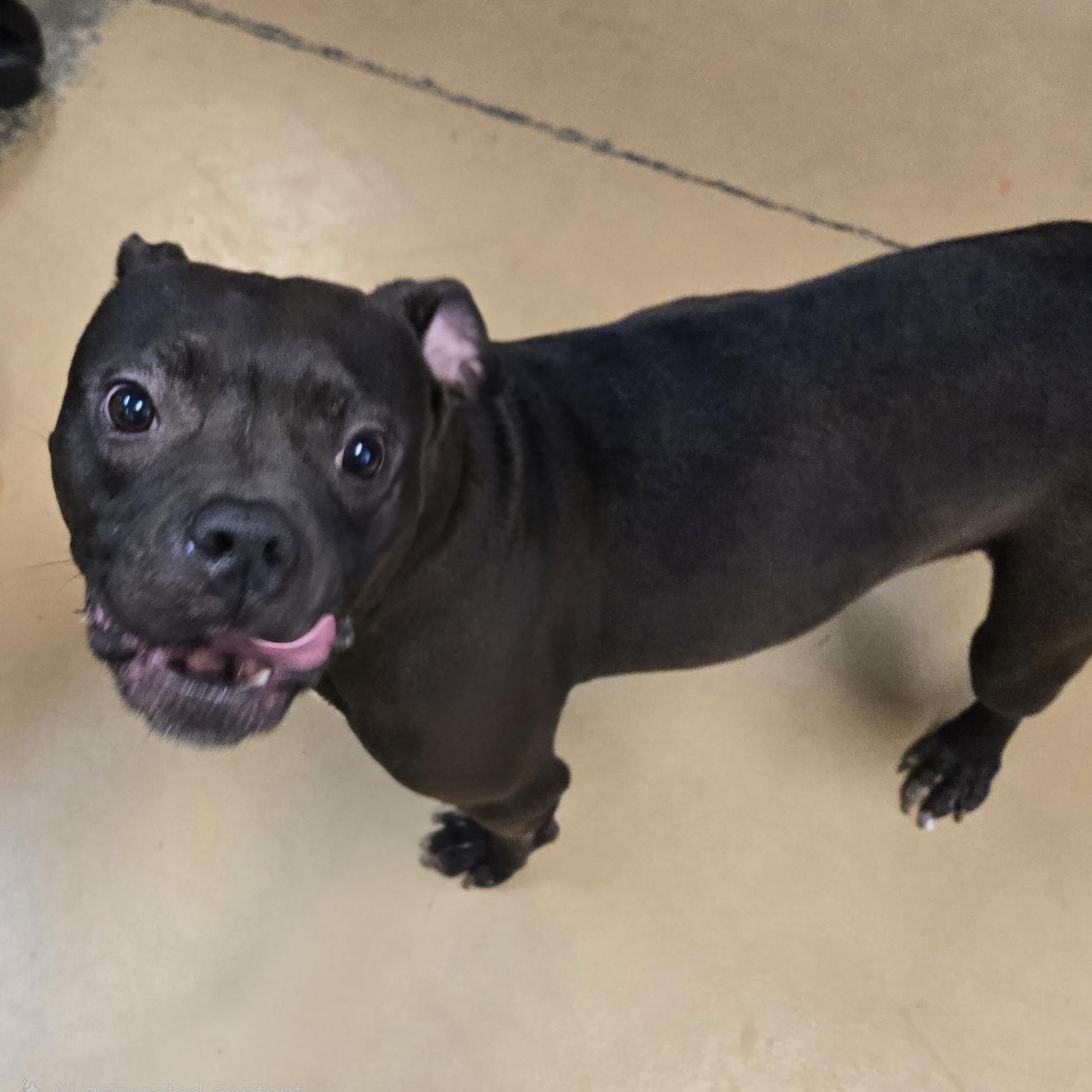 Pollywog, an adopted Boxer in Xenia , OH image 6/6