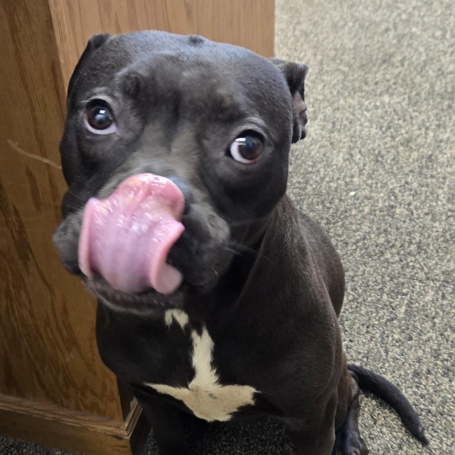 Pollywog, an adopted Boxer in Xenia , OH image 4/6