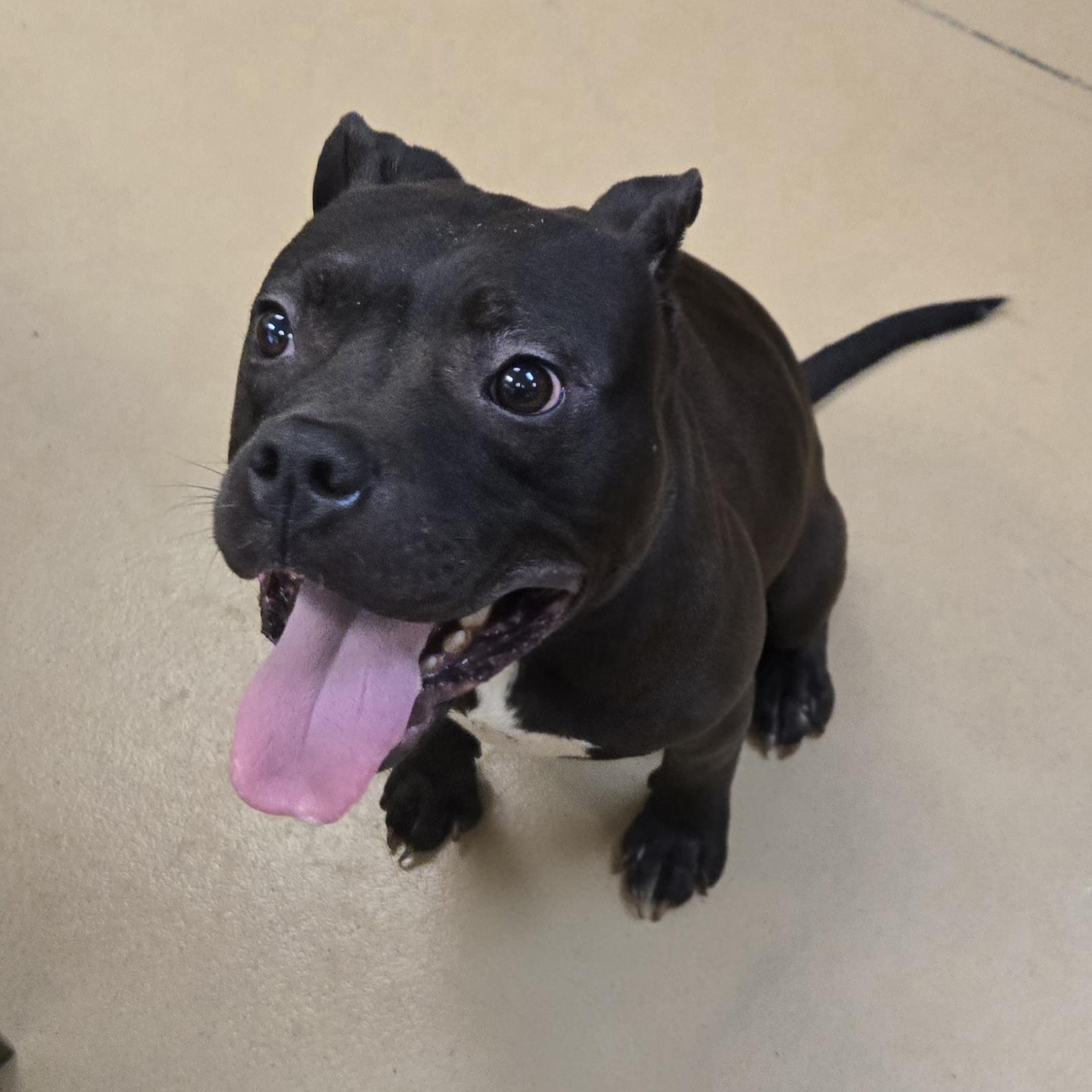 Pollywog, an adopted Boxer in Xenia , OH image 3/6