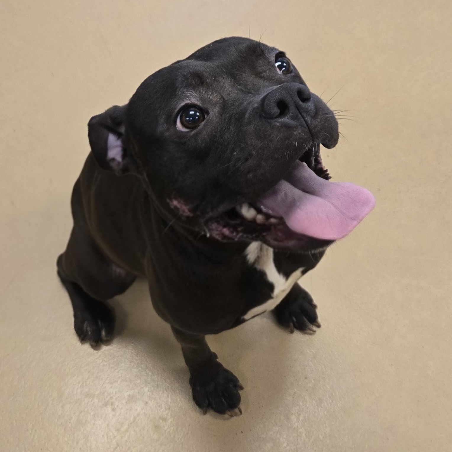 Pollywog, an adopted Boxer in Xenia , OH image 5/6