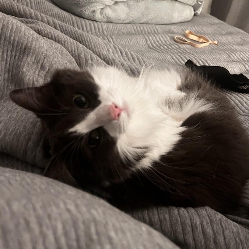 Enlarge Nubbin, a ADOPTABLE Domestic Long Hair in Renton , WA image 3/6