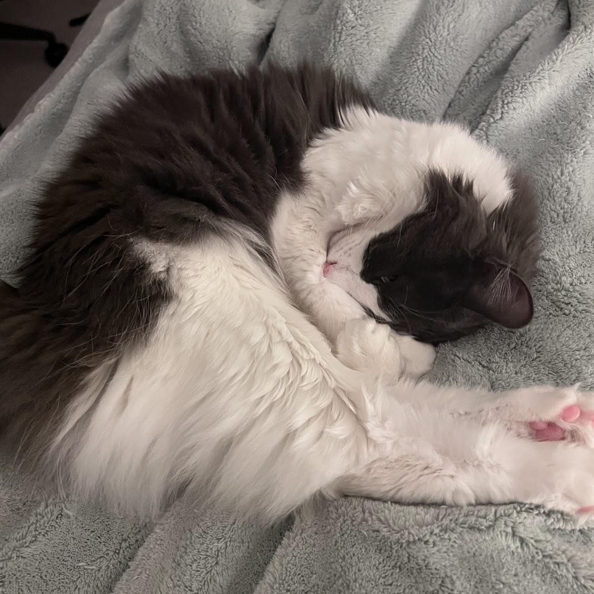 Enlarge Nubbin, a ADOPTABLE Domestic Long Hair in Renton , WA image 2/6