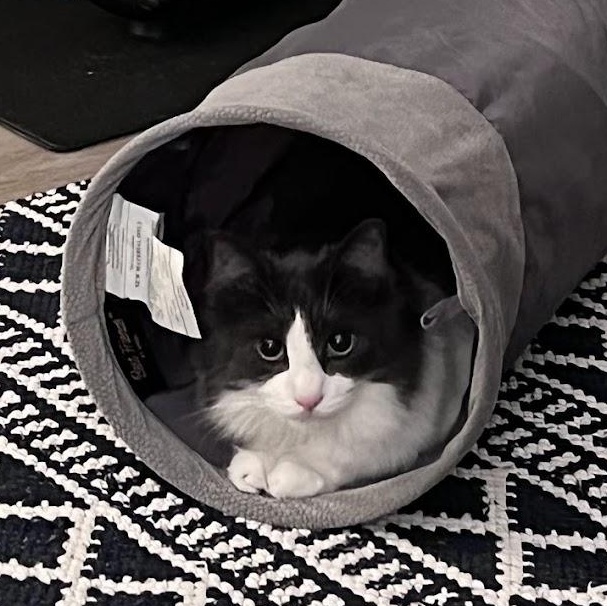 Enlarge Nubbin, a ADOPTABLE Domestic Long Hair in Renton , WA image 4/6