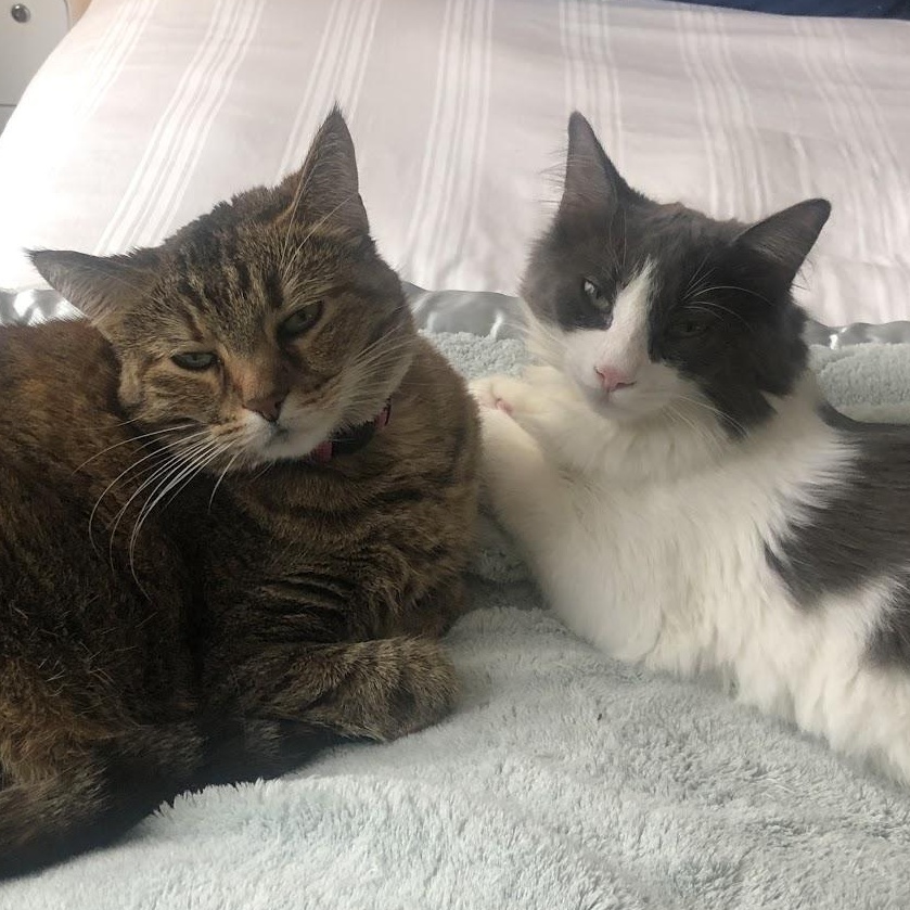 Enlarge Nubbin, a ADOPTABLE Domestic Long Hair in Renton , WA image 6/6