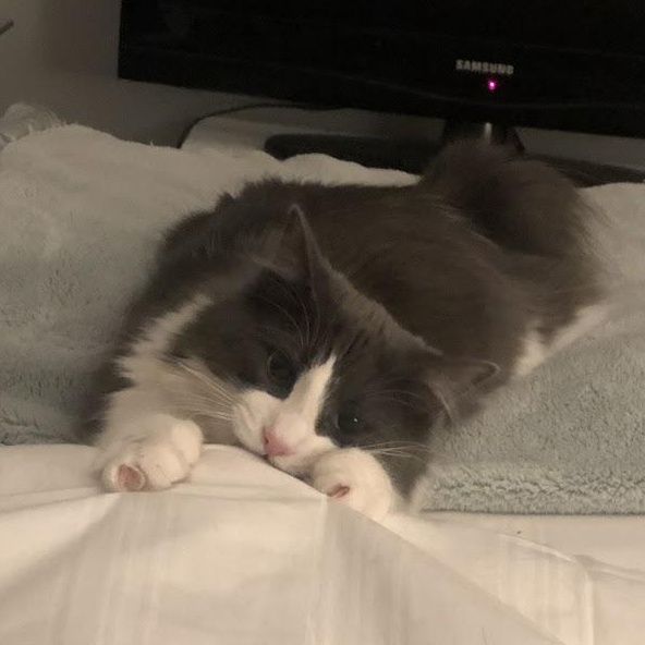 Enlarge Nubbin, a ADOPTABLE Domestic Long Hair in Renton , WA image 5/6