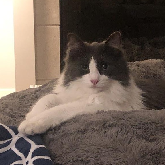 Enlarge Nubbin, a ADOPTABLE Domestic Long Hair in Renton , WA image 1/6