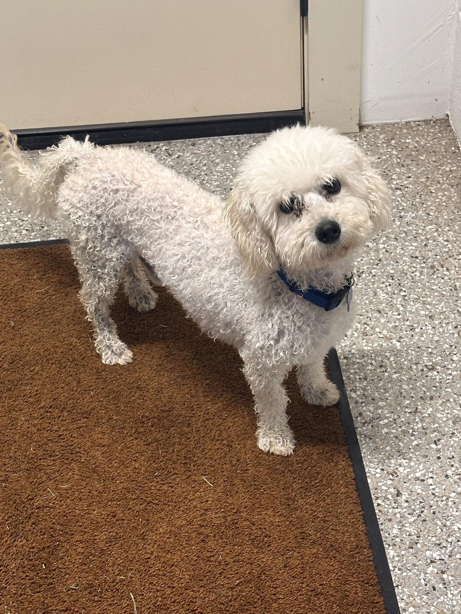 Santiago, Adopted, Adult Male Bichon Frise.