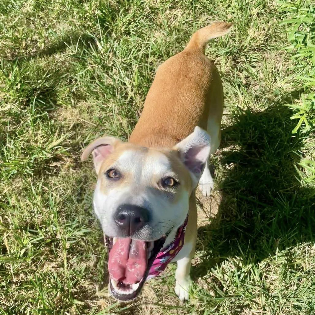 Sage, Adoptable, Young Female Labrador Retriever.