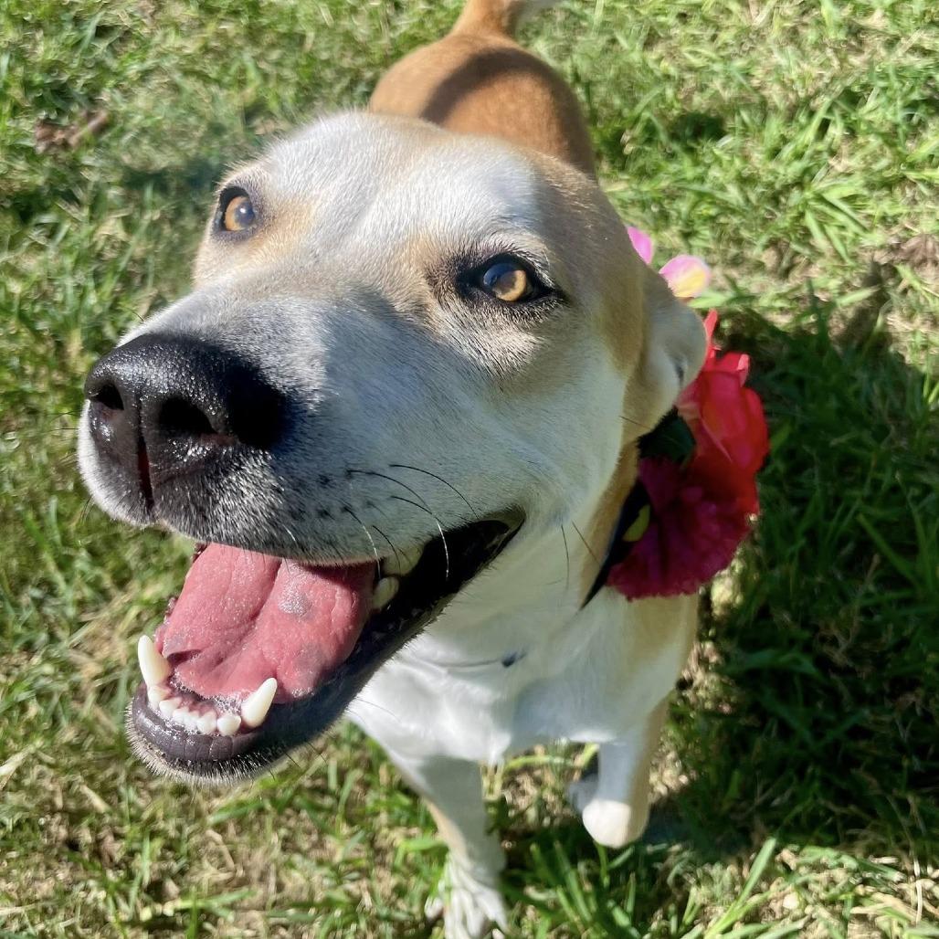 Sage, a Adoptable Labrador Retriever in Napa, CA image 2/6