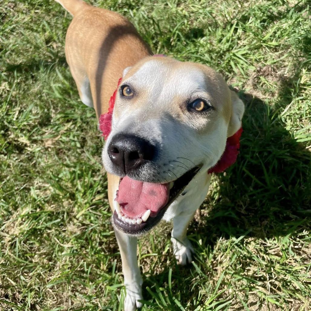 Sage, a Adoptable Labrador Retriever in Napa, CA image 4/6