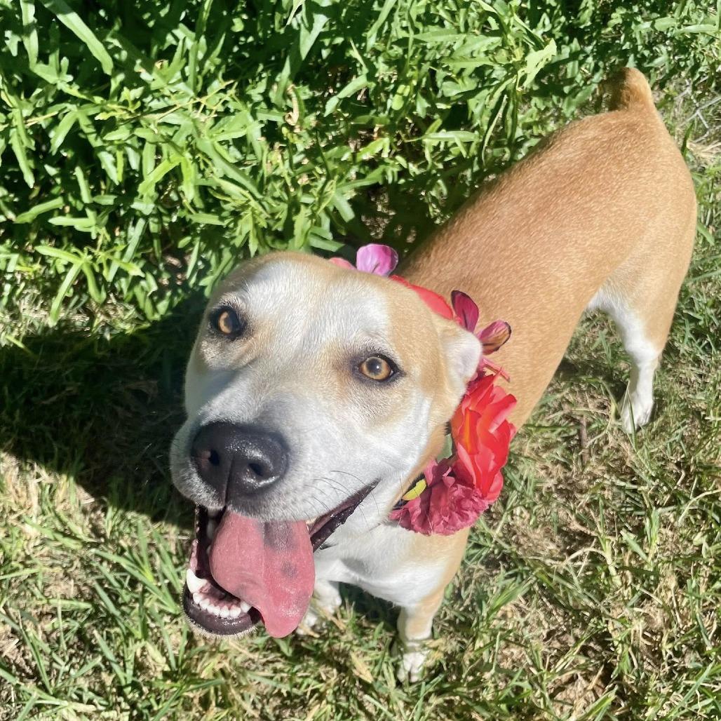Sage, a Adoptable Labrador Retriever in Napa, CA image 5/6