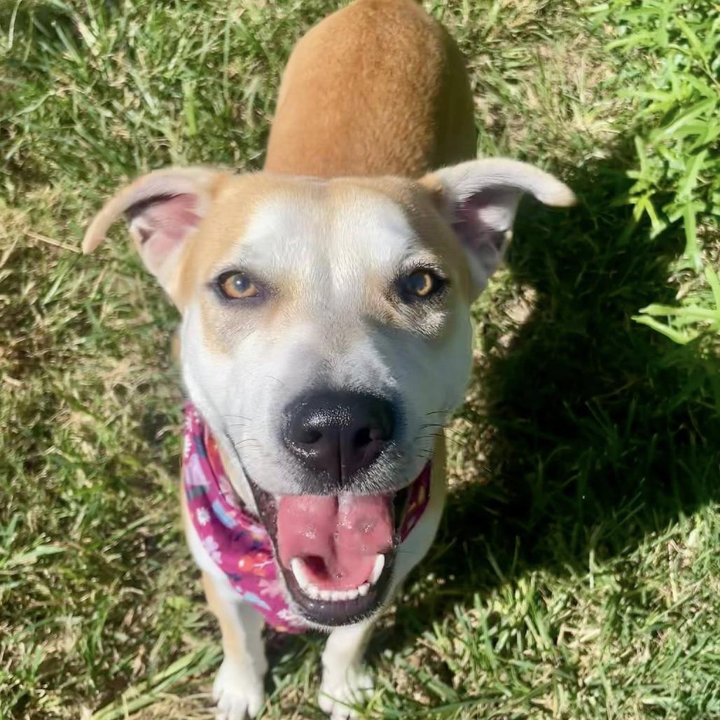 Sage, a Adoptable Labrador Retriever in Napa, CA image 6/6