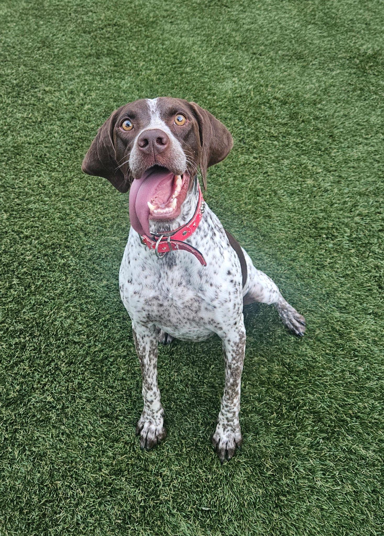 Fiona, a ADOPTABLE mixed breed in Aurora, ON image 4/6